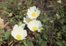 Cistus incanus ©  Pandion Wild Tours